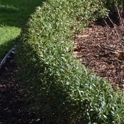 ILEX GLABRA 'GEM BOX' 3 GALLON