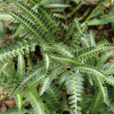ARACHNIODES 'EAST INDIAN HOLLY FERN' 4"/4.5" POT