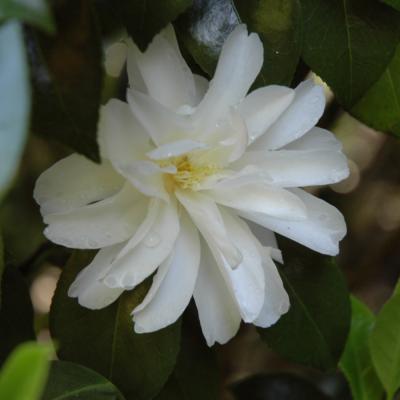 CAMELLIA SASANQUA 'OCTOBER MAGIC IVORY' WHITE 3 GALLON