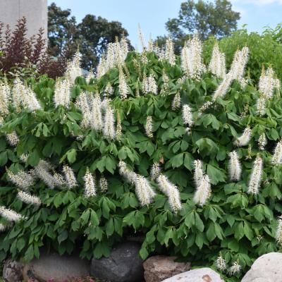 AESCULUS PARVIFLORA WHITE 15 GALLON