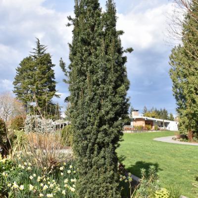 CEPHALOTAXUS HARRINGTONIA 'FASTIGIATA' 15 GALLON