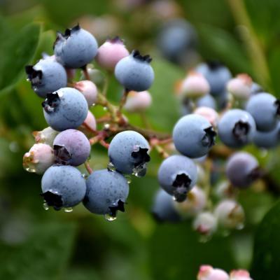 VACCINIUM CORYMBOSUM 'BLUECROP' 2 GALLON