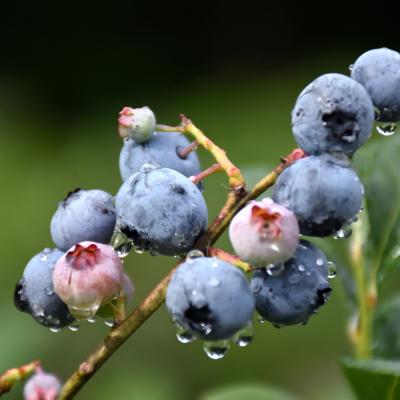 VACCINIUM CORYMBOSUM 'BLUERAY' 2 GALLON