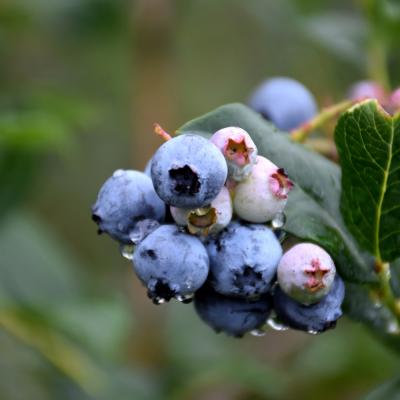 VACCINIUM CORYMBOSUM X 'CHIPPEWA' 2 GALLON