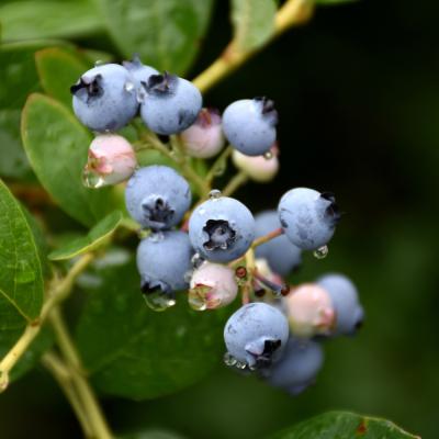 VACCINIUM CORYMBOSUM 'JERSEY BLUE' 2 GALLON