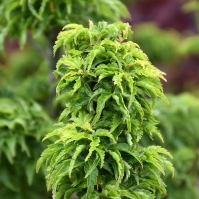 ACER PALMATUM 'SHISHIGASHIRA' GREEN 15 GALLON