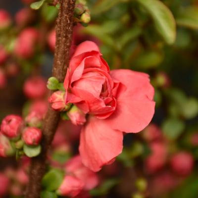 CHAENOMELES SPECIOSA 'DOUBLE TAKE PEACH' 3 GALLON