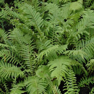 POLYSTICHUM ACROSTICHOIDES 1 GALLON