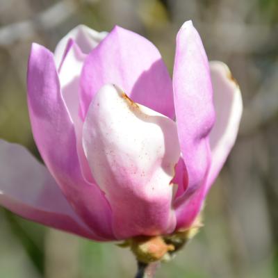 MAGNOLIA X 'JANE' PURPLE 15 GALLON