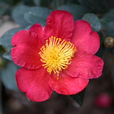 CAMELLIA SASANQUA 'YULETIDE' RED 15 GALLON TREEFORM