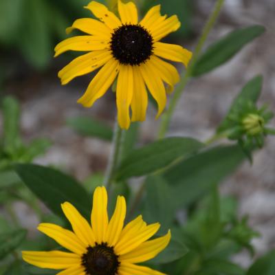 RUDBECKIA X 'AMERICAN GOLD RUSH' YELLOW 1 GALLON