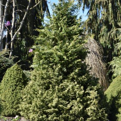CHAMAECYPARIS OBTUSA 'MARIESII' 1 GALLON