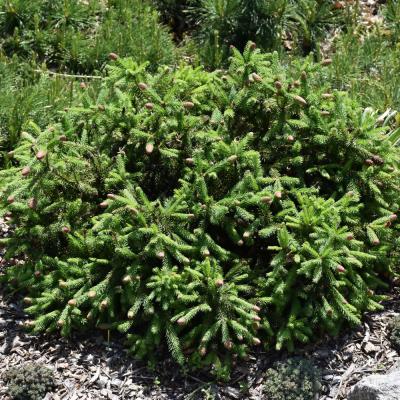 PICEA ABIES 'PUSCH' 1 GALLON
