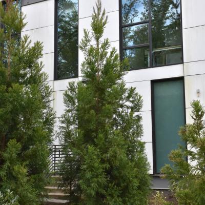 CRYPTOMERIA JAPONICA 'YOSHINO' 15 GALLON