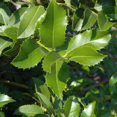 ILEX X KOEHNEANA 'WIRT WINN' 15 GALLON