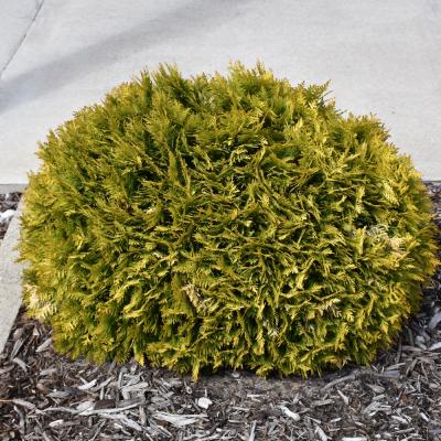 THUJA OCCIDENTALIS 'ANNAS MAGIC BALL' 2 GALLON