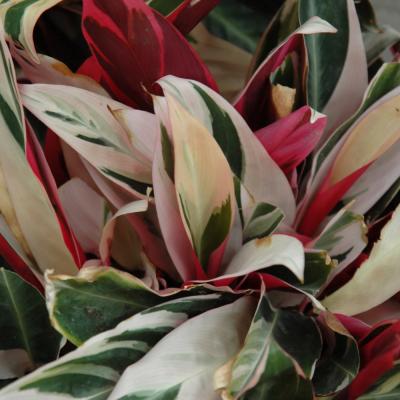 STROMANTHE 'TRIOSTAR' 6"/6.5" POT