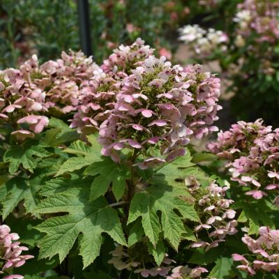 HYDRANGEA QUERCIFOLIA WHITE 3 GALLON