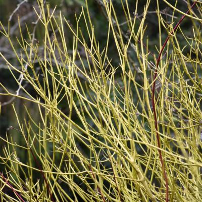 CORNUS SERICEA 'FLAVIRAMEA' WHITE 3 GALLON