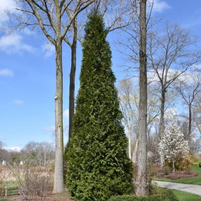 THUJA STANDISHII X PLICATA 'STEEPLECHASE' 15 GALLON