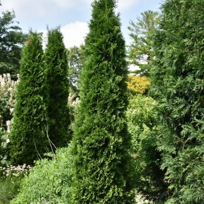 THUJA OCCIDENTALIS 'AMERICAN PILLAR' 15 GALLON