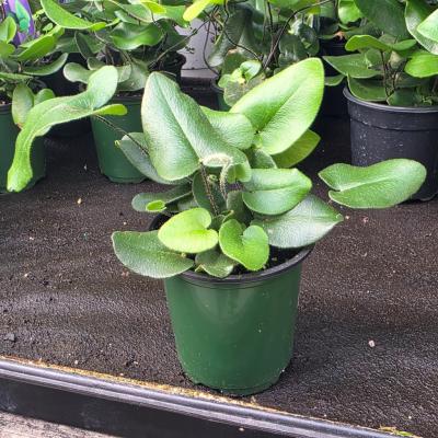 HEMIONITIS ARIFOLIA 'HEART' FERN 3"/3.5" POT