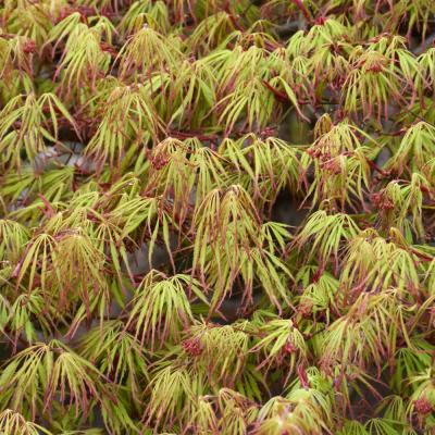 ACER PALMATUM DISSECTUM 'SPRING DELIGHT' YELLOW 15 GALLON