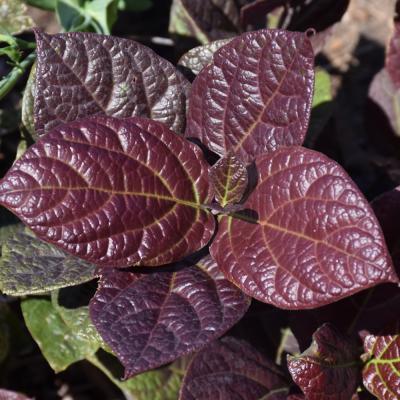 CALYCANTHUS FLORIDUS 'BURGUNDY SPICE' RED 3 GALLON
