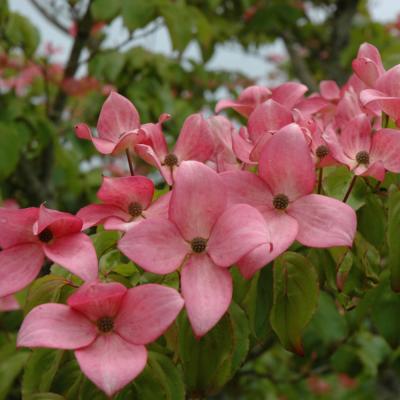 CORNUS KOUSA 'SCARLET FIRE' DEEP PINK 15 GALLON