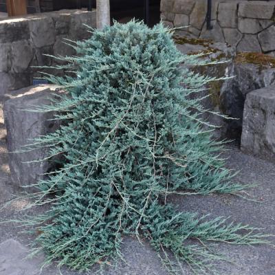 JUNIPERUS HORIZONTALIS 'BLUE RUG' SYN 'WILTONII' 3 GALLON
