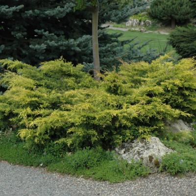 JUNIPERUS X PFITZERIANA 'OLD GOLD' 3 GALLON