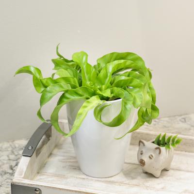 ASPENIUM 'BIRDSNEST' FERN 'HURRICANE' 6"/6.5" POT
