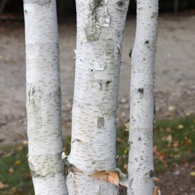 BETULA JACQUEMONTII 15 GALLON SINGLE STEM