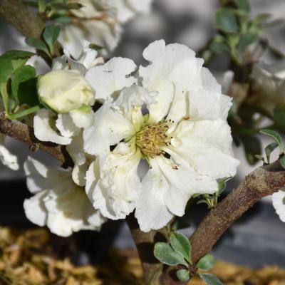 CHAENOMELES SPECIOSA 'DOUBLE TAKE ETERNAL WHITE' 3 GALLON