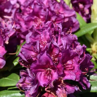 RHODODENDRON 'POLARNACHT' PURPLE 3 GALLON