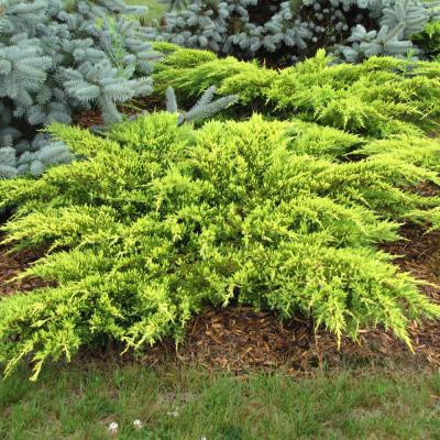 JUNIPERUS CHINENSIS 'DAUB'S FROSTED' 15 GALLON POM POM