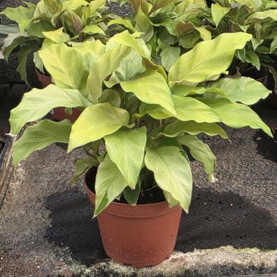 CALATHEA 'LOUISAE THAI BEAUTY' 4"/4.5" POT