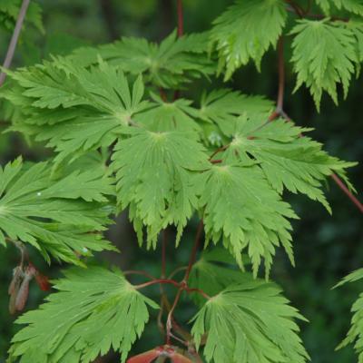 ACER JAPONICUM 'ACONITIFOLIUM' GREEN 16" BOX