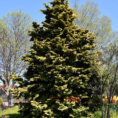 CHAMAECYPARIS OBTUSA 'CONFUCIUS' 2 GALLON