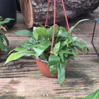 PYRROSIA LINGUA 'TONGUE FERN' 6" HANGING BASKET