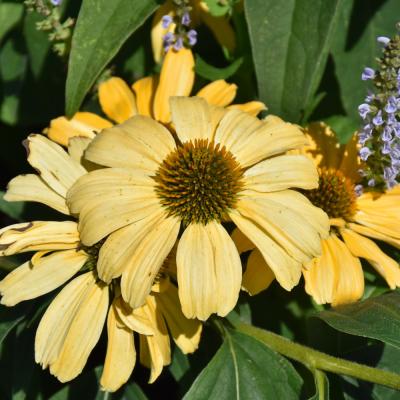 ECHINACEA COLOR CODED 'ONE IN A MELON' ORANGE 1 GALLON