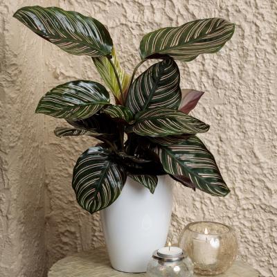 CALATHEA 'ORNATA' 6"/6.5" POT
