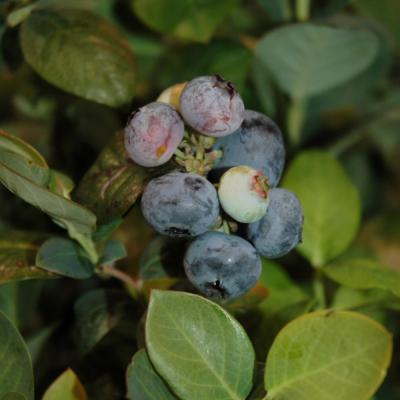 VACCINIUM CORYMBOSUM 'PEACH SORBET' 2 GALLON