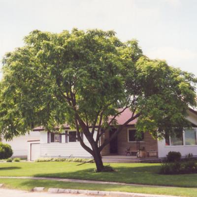 JUGLANS CINERA 'BUTTERNUT' 7 GALLON