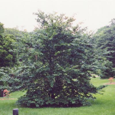 FAGUS GRANDIFOLIA 25 GALLON