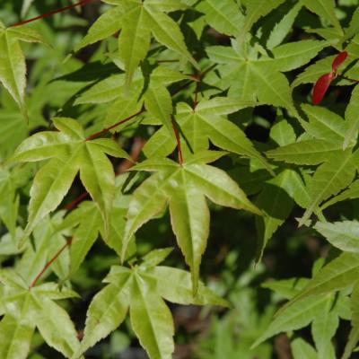 ACER PALMATUM 'SHINDESHOJO' PINK/GREEN 15 GALLON