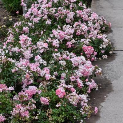 ROSA 'BLUSHING DRIFT' PINK 3 GALLON