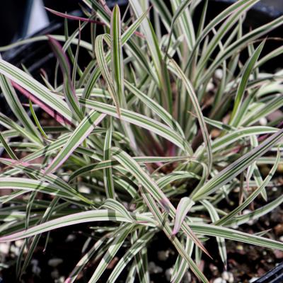 SCHIZACHYRIUM SCOPARIUM 'CHAMELEON' 3 GALLON