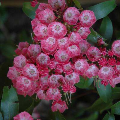 KALMIA LATIFOLIA 'PINK CHARM' PINK 3 GALLON