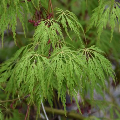 ACER X PSEUDOSIEBOLDIANUM 'WABI SABI' GREEN 15 GALLON